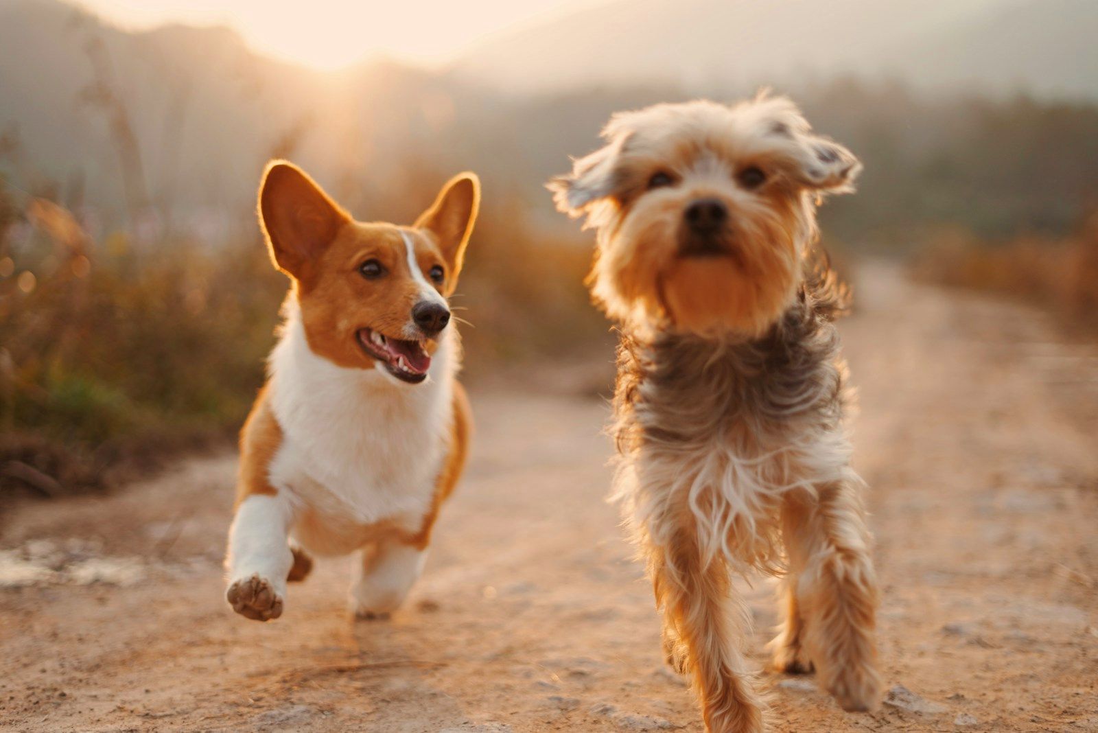 Two small dogs running across the grass towards the camera