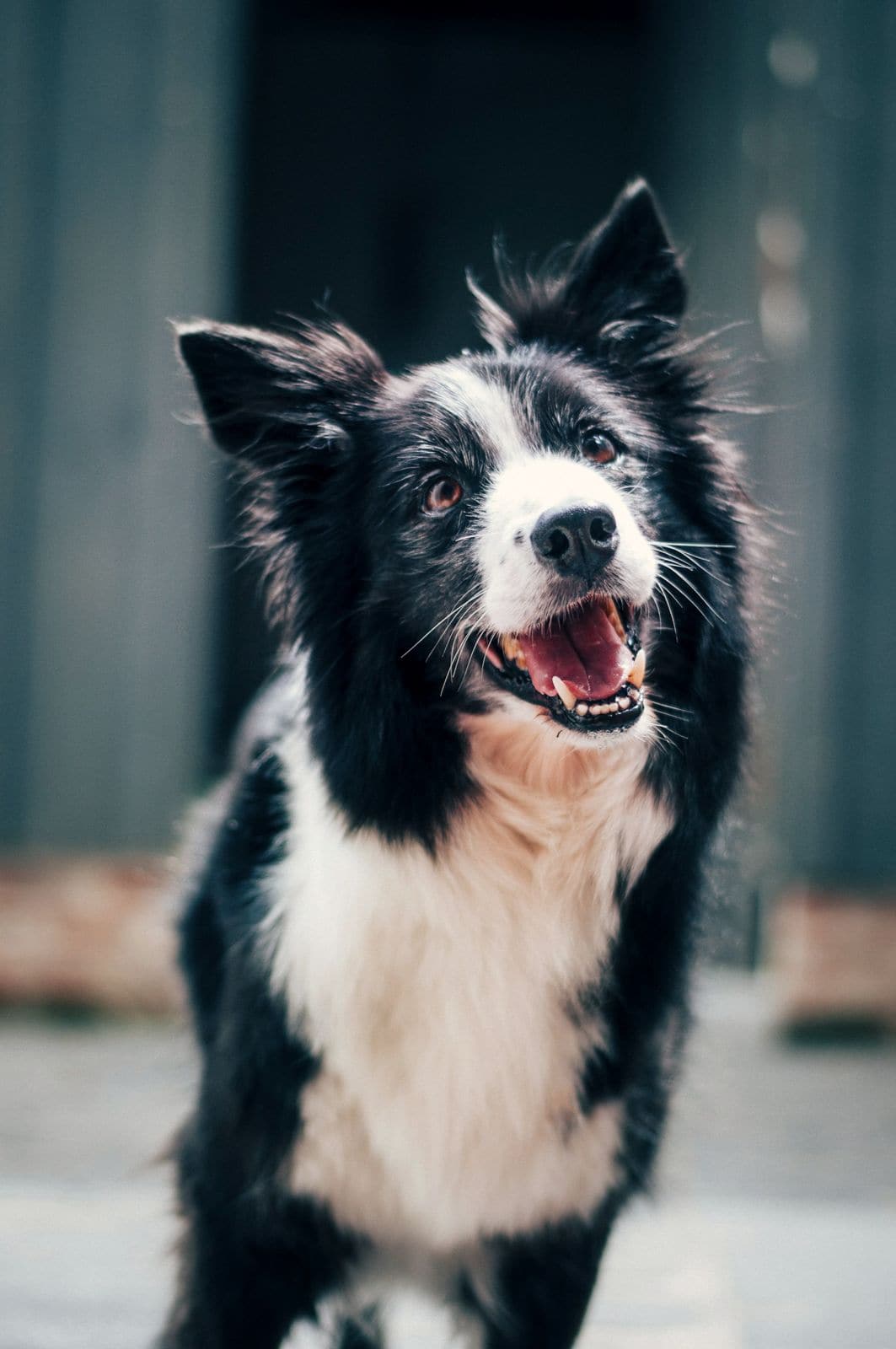 A black and white Border Collie