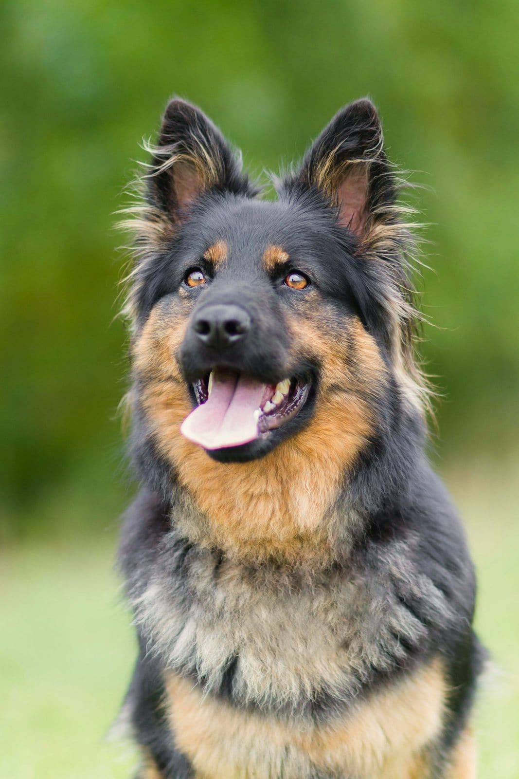 A German Shepherd looking happy in a garden