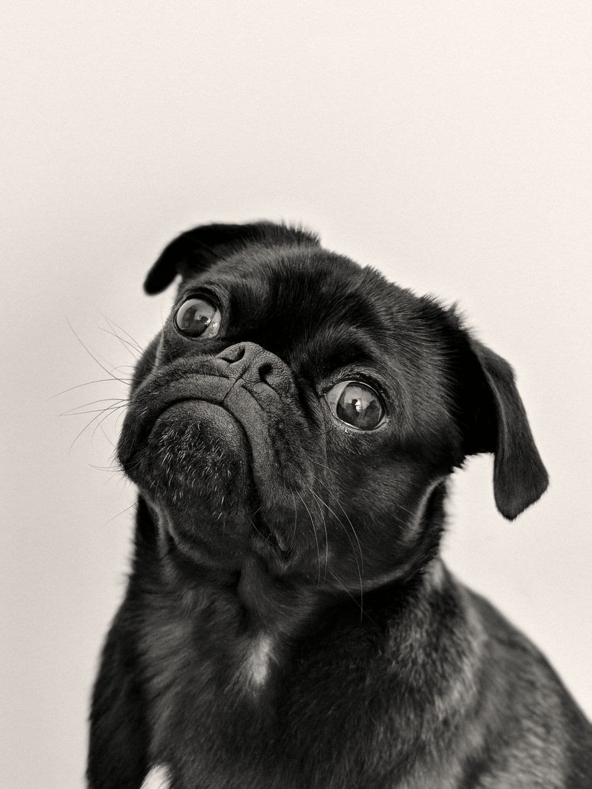 A black pug looks up at the camera