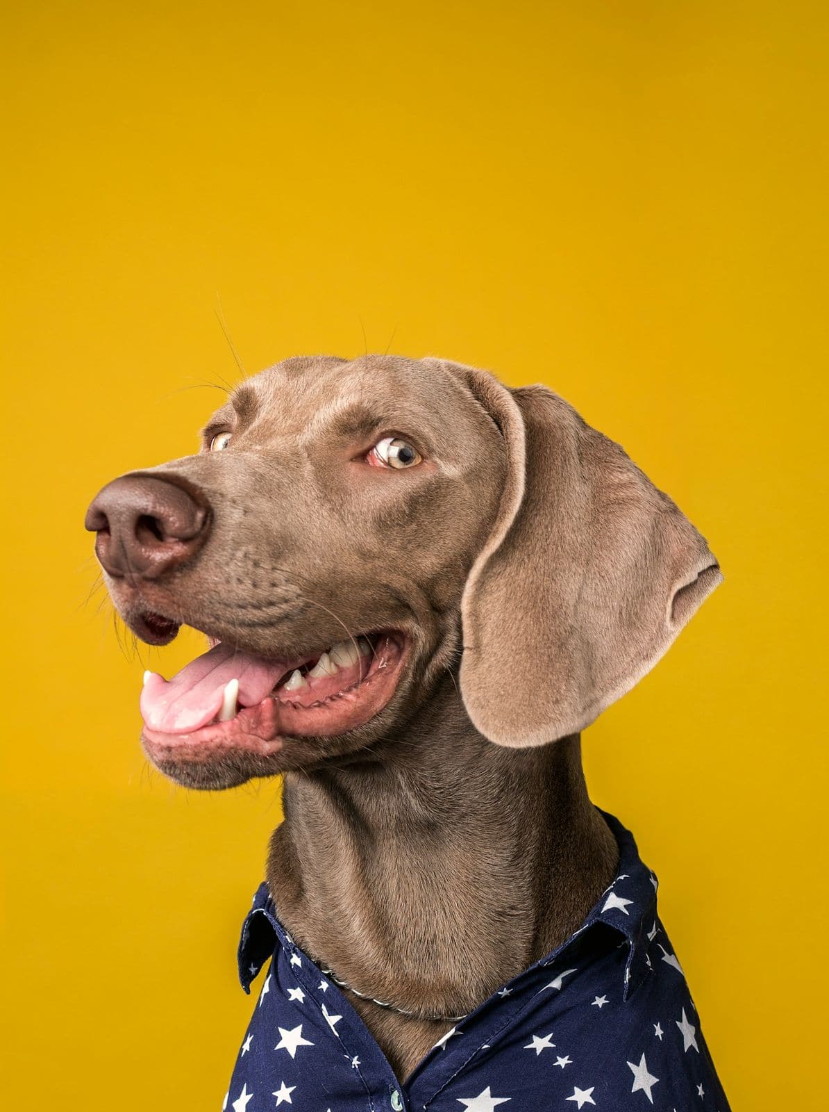 A Weimaraner in a shirt against a yellow wall